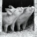zdjęcie 2 świnek wychodzących ze stodoły