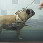na zdjęciu pływający pies